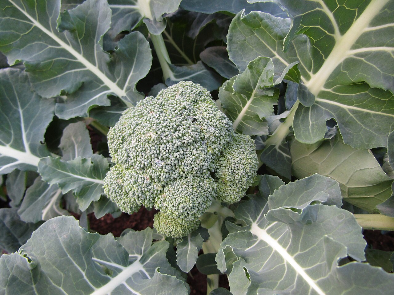 Brocoli